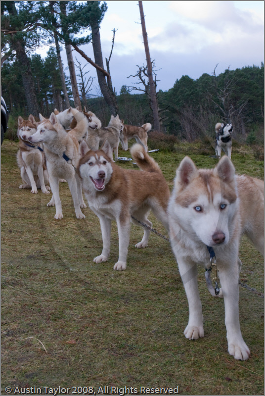 Huskies at the 25th Anniversary Siberian Husky Club of Great Britain Aviemore Sled Dog Rally 2008, Rothiemurchus Forest, Aviemore, Highland