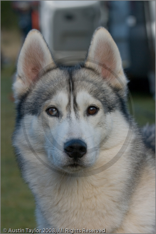 Huskies at the 25th Anniversary Siberian Husky Club of Great Britain Aviemore Sled Dog Rally 2008, Rothiemurchus Forest, Aviemore, Highland