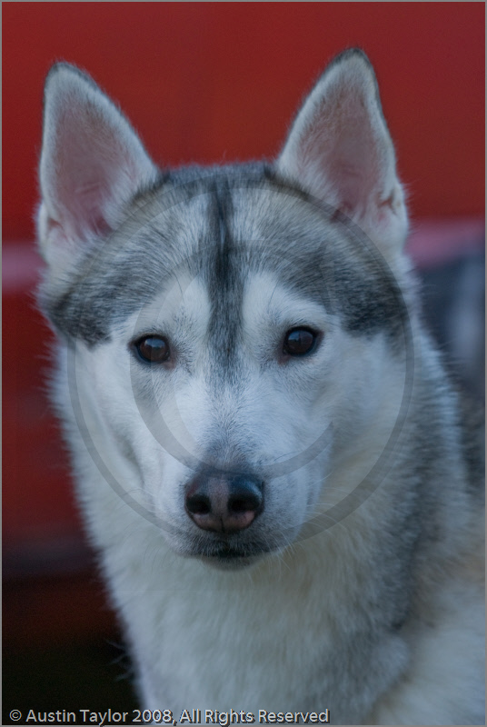 Huskies at the 25th Anniversary Siberian Husky Club of Great Britain Aviemore Sled Dog Rally 2008, Rothiemurchus Forest, Aviemore, Highland
