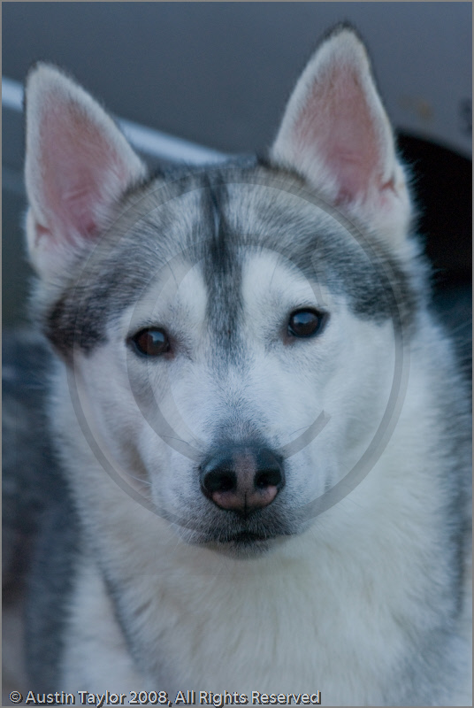 Huskies at the 25th Anniversary Siberian Husky Club of Great Britain Aviemore Sled Dog Rally 2008, Rothiemurchus Forest, Aviemore, Highland