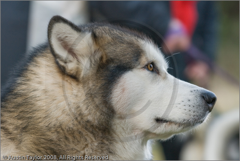 Huskies at the 25th Anniversary Siberian Husky Club of Great Britain Aviemore Sled Dog Rally 2008, Rothiemurchus Forest, Aviemore, Highland