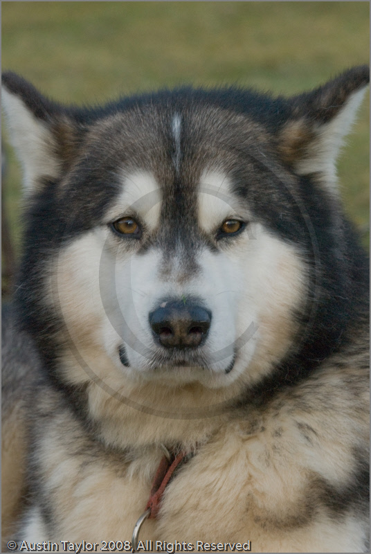 Huskies at the 25th Anniversary Siberian Husky Club of Great Britain Aviemore Sled Dog Rally 2008, Rothiemurchus Forest, Aviemore, Highland