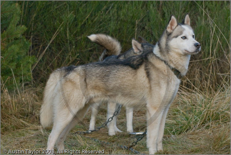 Huskies at the 25th Anniversary Siberian Husky Club of Great Britain Aviemore Sled Dog Rally 2008, Rothiemurchus Forest, Aviemore, Highland