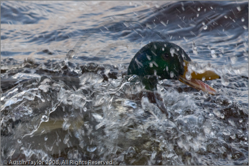 Mallard ducks, Loch Morlich, Aviemore, Highland