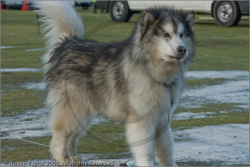 Huskies at the 25th Anniversary Siberian Husky Club of Great Britain Aviemore Sled Dog Rally 2008, Rothiemurchus Forest, Aviemore, Highland