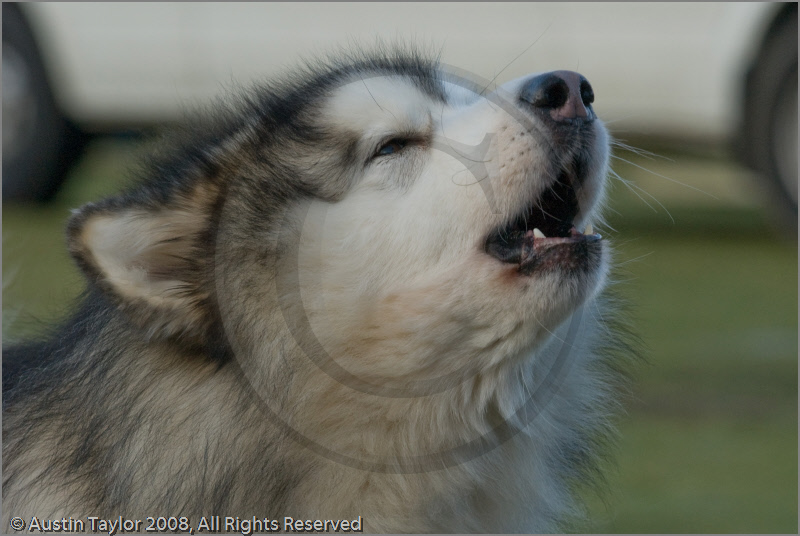 Huskies at the 25th Anniversary Siberian Husky Club of Great Britain Aviemore Sled Dog Rally 2008, Rothiemurchus Forest, Aviemore, Highland