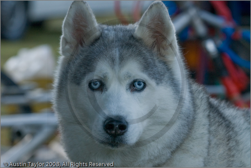 Huskies at the 25th Anniversary Siberian Husky Club of Great Britain Aviemore Sled Dog Rally 2008, Rothiemurchus Forest, Aviemore, Highland