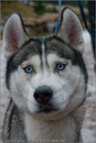 Sirius (Rachel's husky) at the 25th Anniversary Siberian Husky Club of Great Britain Aviemore Sled Dog Rally 2008
