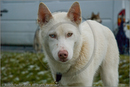 Husky at the 25th Anniversary Siberian Husky Club of Great Britain Aviemore Sled Dog Rally 2008