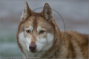 Husky at the 25th Anniversary Siberian Husky Club of Great Britain Aviemore Sled Dog Rally 2008