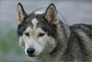 Husky at the 25th Anniversary Siberian Husky Club of Great Britain Aviemore Sled Dog Rally 2008