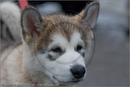 Husky pup at the 25th Anniversary Siberian Husky Club of Great Britain Aviemore Sled Dog Rally 2008
