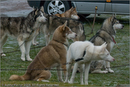 Huskies at the 25th Anniversary Siberian Husky Club of Great Britain Aviemore Sled Dog Rally 2008