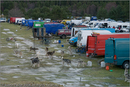 Huskies, mushers and vans at the 25th Anniversary Siberian Husky Club of Great Britain Aviemore Sled Dog Rally 2008