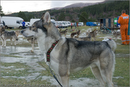 Huskies at the 25th Anniversary Siberian Husky Club of Great Britain Aviemore Sled Dog Rally 2008, Rothiemurchus Forest, Aviemore, Highland
