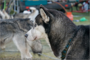 Huskies at the 25th Anniversary Siberian Husky Club of Great Britain Aviemore Sled Dog Rally 2008, Rothiemurchus Forest, Aviemore, Highland