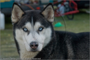 Huskies at the 25th Anniversary Siberian Husky Club of Great Britain Aviemore Sled Dog Rally 2008, Rothiemurchus Forest, Aviemore, Highland