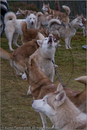 Huskies at the 25th Anniversary Siberian Husky Club of Great Britain Aviemore Sled Dog Rally 2008, Rothiemurchus Forest, Aviemore, Highland