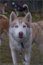 Huskies at the 25th Anniversary Siberian Husky Club of Great Britain Aviemore Sled Dog Rally 2008, Rothiemurchus Forest, Aviemore, Highland