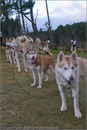 Huskies at the 25th Anniversary Siberian Husky Club of Great Britain Aviemore Sled Dog Rally 2008, Rothiemurchus Forest, Aviemore, Highland