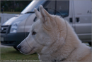 Huskies at the 25th Anniversary Siberian Husky Club of Great Britain Aviemore Sled Dog Rally 2008, Rothiemurchus Forest, Aviemore, Highland