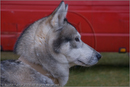 Huskies at the 25th Anniversary Siberian Husky Club of Great Britain Aviemore Sled Dog Rally 2008, Rothiemurchus Forest, Aviemore, Highland
