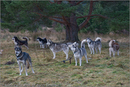 Huskies at the 25th Anniversary Siberian Husky Club of Great Britain Aviemore Sled Dog Rally 2008, Rothiemurchus Forest, Aviemore, Highland