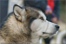 Huskies at the 25th Anniversary Siberian Husky Club of Great Britain Aviemore Sled Dog Rally 2008, Rothiemurchus Forest, Aviemore, Highland