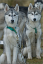 Huskies at the 25th Anniversary Siberian Husky Club of Great Britain Aviemore Sled Dog Rally 2008, Rothiemurchus Forest, Aviemore, Highland