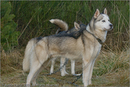 Huskies at the 25th Anniversary Siberian Husky Club of Great Britain Aviemore Sled Dog Rally 2008, Rothiemurchus Forest, Aviemore, Highland