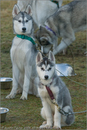 Huskies at the 25th Anniversary Siberian Husky Club of Great Britain Aviemore Sled Dog Rally 2008, Rothiemurchus Forest, Aviemore, Highland