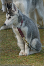 Huskies at the 25th Anniversary Siberian Husky Club of Great Britain Aviemore Sled Dog Rally 2008, Rothiemurchus Forest, Aviemore, Highland