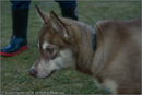 Huskies at the 25th Anniversary Siberian Husky Club of Great Britain Aviemore Sled Dog Rally 2008, Rothiemurchus Forest, Aviemore, Highland
