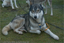 Huskies at the 25th Anniversary Siberian Husky Club of Great Britain Aviemore Sled Dog Rally 2008, Rothiemurchus Forest, Aviemore, Highland