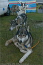 Huskies at the 25th Anniversary Siberian Husky Club of Great Britain Aviemore Sled Dog Rally 2008, Rothiemurchus Forest, Aviemore, Highland