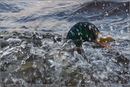 Mallard ducks, Loch Morlich, Aviemore, Highland