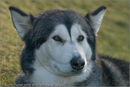 Huskies at the 25th Anniversary Siberian Husky Club of Great Britain Aviemore Sled Dog Rally 2008, Rothiemurchus Forest, Aviemore, Highland