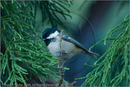 Coat Tit at Fair Winds, Carr Bridge, Highland