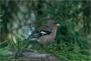 Chaffinch at Fair Winds, Carr Bridge, Highland
