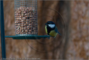 Great Tit at Fair Winds, Carr Bridge, Highland