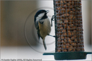 Coat Tit at Fair Winds, Carr Bridge, Highland