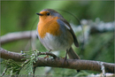 Robin at Fair Winds, Carr Bridge, Highland