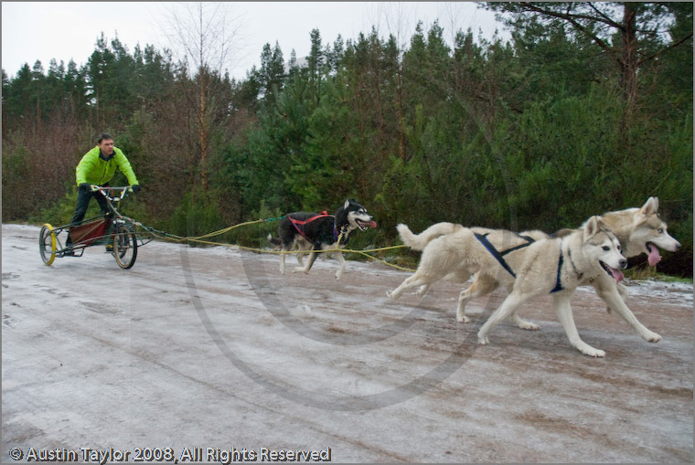 Mushers and dog teams at the 25th Anniversary Siberian Husky Club of Great Britain Aviemore Sled Dog Rally 2008