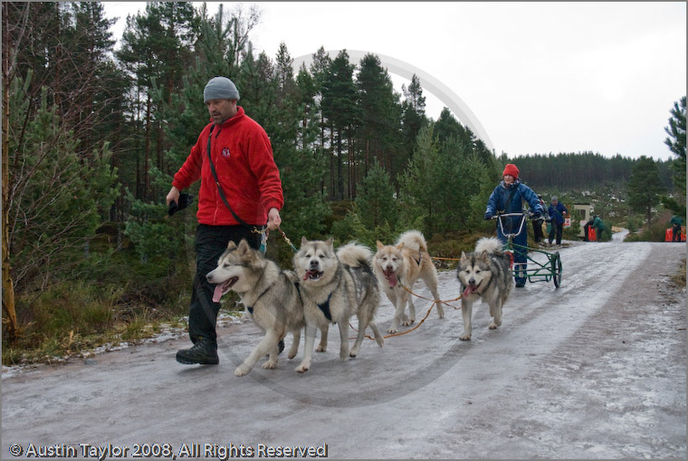 Mushers and dog teams at the 25th Anniversary Siberian Husky Club of Great Britain Aviemore Sled Dog Rally 2008