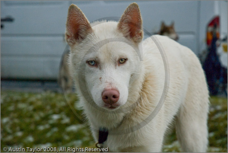 Husky at the 25th Anniversary Siberian Husky Club of Great Britain Aviemore Sled Dog Rally 2008