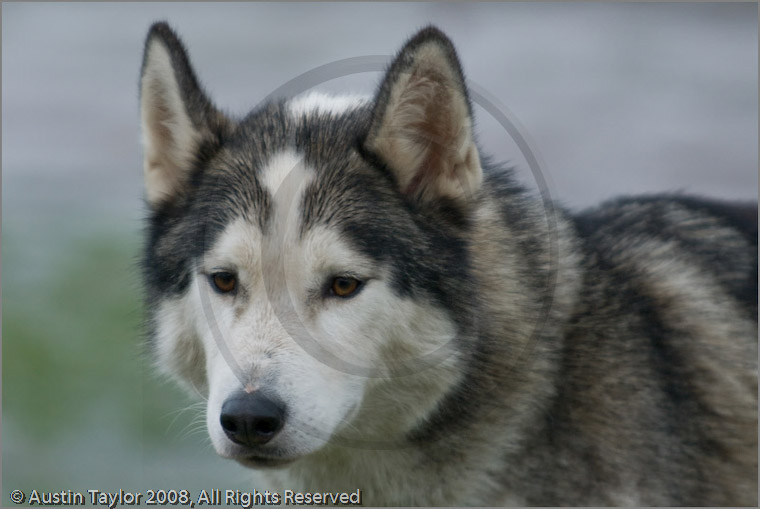 Husky at the 25th Anniversary Siberian Husky Club of Great Britain Aviemore Sled Dog Rally 2008