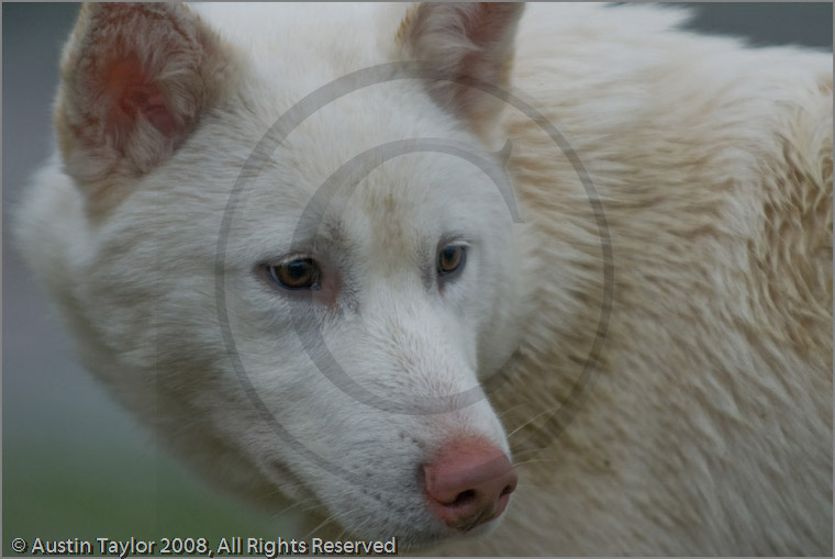 Husky at the 25th Anniversary Siberian Husky Club of Great Britain Aviemore Sled Dog Rally 2008