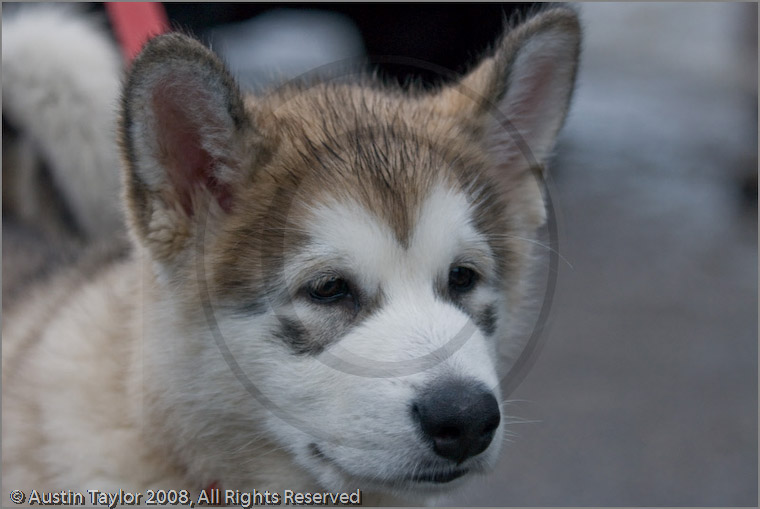 Husky pup at the 25th Anniversary Siberian Husky Club of Great Britain Aviemore Sled Dog Rally 2008