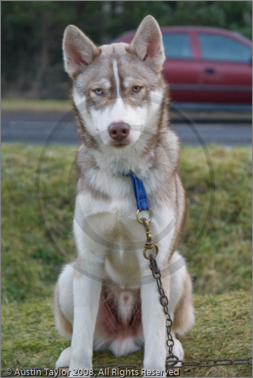 Huskies at the 25th Anniversary Siberian Husky Club of Great Britain Aviemore Sled Dog Rally 2008, Rothiemurchus Forest, Aviemore, Highland
