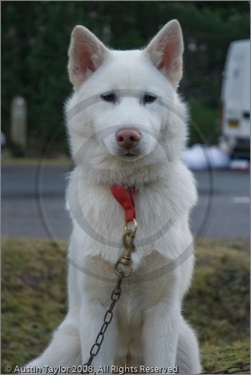 Huskies at the 25th Anniversary Siberian Husky Club of Great Britain Aviemore Sled Dog Rally 2008, Rothiemurchus Forest, Aviemore, Highland